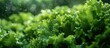 Lush Green Organic Lettuce Close-Up
