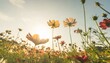 vintage landscape of cosmos flower field on sky with sunlight in spring low angle
