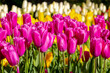 Selective focus of purple flowers in the garden, Tulips are plants of the genus Tulipa, Spring-blooming perennial herbaceous bulbiferous geophytes, Natural background, Tulip festival in Netherlands.