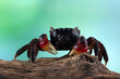 Closeup neosarmatium asiaticum crab on wood, Neosarmatium asiaticum crab