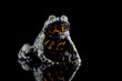 Fire belly toad closeup on reflection, Oriental fire-bellied toad (Bombina orientalis) female, animal closeup