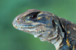 Butterfly agama closeup head, Butterfly agama (leiolepis belliana) 