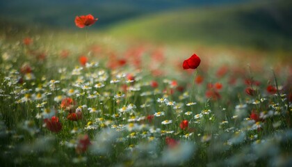 Canvas Print - spring sunny field with poppies and daisies flowers on grass with abstract defocused landscape