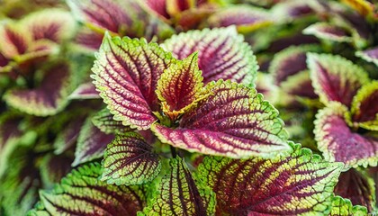 Canvas Print - deep red leaves with bright green yellow rim of tropical garden coleus painted nettle or poor man s croton plant bush