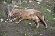 Mountain ibex lying