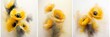 Trittico Papaveri gialli fiori. Sfondo floreale, decorazione