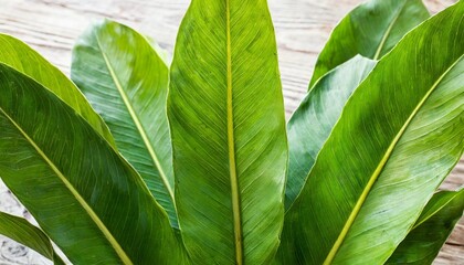 Canvas Print - green leaves of turmeric curcuma longa ginger medicinal herbal plant