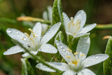 Fototapeta Tulipany - 雨に濡れたオオアマナの花