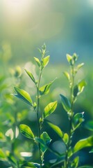 Poster - Sunlit Fresh Green Plant in Soft Focus