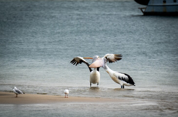 Wall Mural - pelicans on the beach