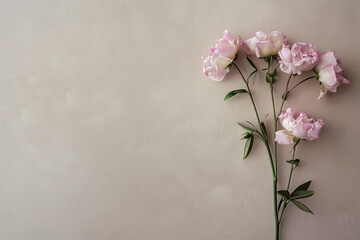 elegant light pink roses on neutral textured background for mothers day floral arrangements, with copy space for text