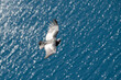 Hermoso y grandote Cóndor volando por encima de los lagos de la Patagonia. 