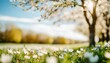 beautiful blurred spring background nature with blooming glade trees and blue sky on a sunny day