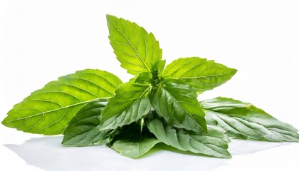 Wall Mural - holy basil vegetable isolated on white background pile of sacred basil leaves plant isolated