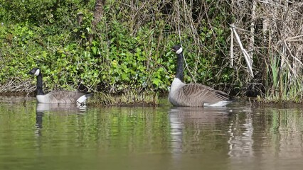 Sticker - Canada Goose, Branta canadensis, bird at spring time on lake	