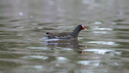 Poster - Moorhen or Marsh Hen, Gallinula chloropus on the water at spring time