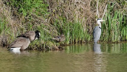 Poster - Canada Goose, Branta canadensis, bird at spring time on lake	