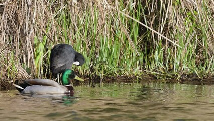 Poster - Eurasian Coot or Common Coot, Fulica atra on the water at spring time