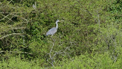 Wall Mural - Grey Heron, Ardea cinerea, bird on spring lake