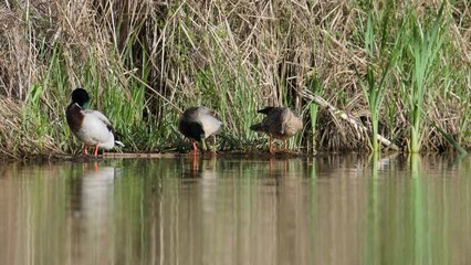 Poster - Mallard, Anas platyrhynchos, birds on lake at spring time