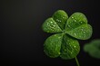 Close-up of a Fresh Green Four-Leaf Clover with Water Droplets