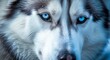 Close-up of a Siberian Husky with piercing blue eyes