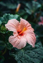 Wall Mural - Close-up of a Dew-Kissed Hibiscus Flower