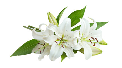 Wall Mural - White Lily flower 