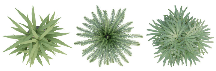 Wall Mural - 3d render top view of plant in pot isolated on transparent background, png illustration.
