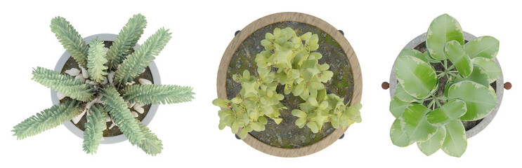 Wall Mural - 3d render top view of plant in pot isolated on transparent background, png illustration.
