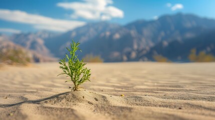 Wall Mural - A plant growing in the sand with mountains in the back
