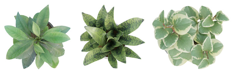 Wall Mural - Top view of 3d render plant in pot isolated on transparent background, png illustration.