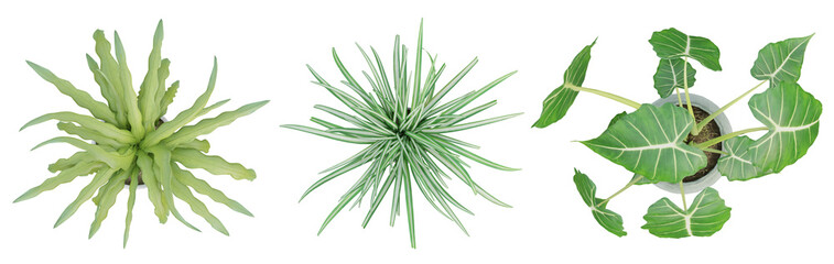 Wall Mural - Top view of 3d render plant in pot isolated on transparent background, png illustration.