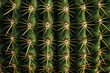 Textured surface of cactus plants, showcasing their spiny or ribbed patterns. 