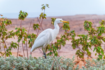  Western cattle egret (Bubulcus ibis) in winter plumage hunting for insects.