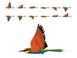 Bird European Bee-Eater Flying Animation Sequence Cartoon Vector