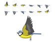 Bird Blue Tit Flying Animation Sequence Cartoon Vector