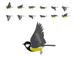 Bird Great Tit Flying Animation Sequence Cartoon Vector
