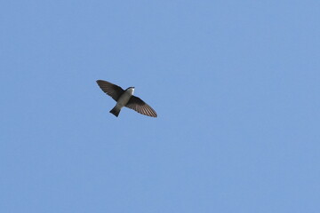 asian house martin in flight