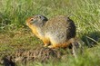 Ground squirrel next to its burrow.