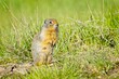 Columbian ground squirrel on sunny day.