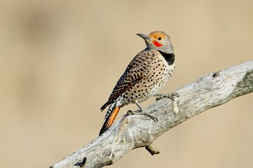 northern flicker on barren branch.