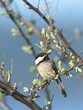Portrait of a black capped chickadee.