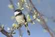 Cute chickadee perched on a twig.