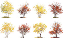 3d Illustration Of Set Hamamelis X Intermedia Tree Isolated On White Background