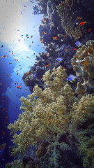 Wall Mural - Underwater photo of a colorful coral reef with soft corals. From a scuba dive in the south Red Sea. Egypt