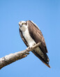 A Close-up Image of a  Mature Osprey Looking Down at You From a Dead Tree