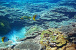 素晴らしいサンゴ礁の美しいトゲチョウチョウウオ（チョウチョウウオ科）、ヤマブキベラ（ベラ科）他の群れ。

スキンダイビングポイントの底土海水浴場。
航路の終点、太平洋の大きな孤島、八丈島。
東京都伊豆諸島。
2020年2月22日水中撮影。

A beautiful school of Threadfin Butterflyfish (Chaetodon Auriga) and Yellow-bro