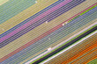 Colorful Tulip and Hyacinth fields diagonal pattern during spring time in the Netherlands.