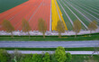 Colorful Tulip fields at full bloom along the road side in the Netherlands.